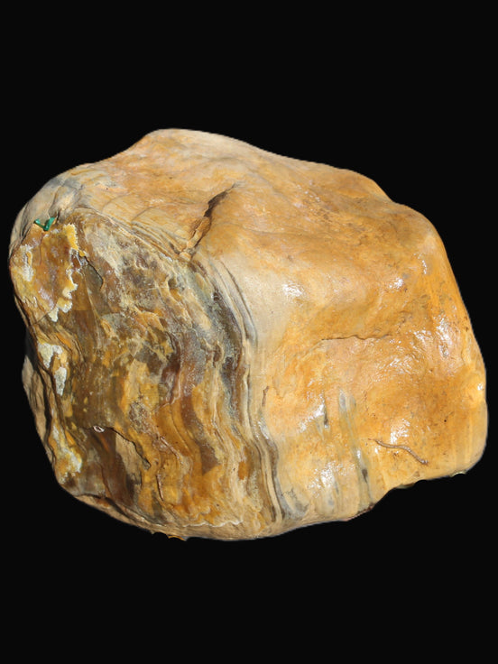Petrified Wood from Queensland 244g Rocks and Things