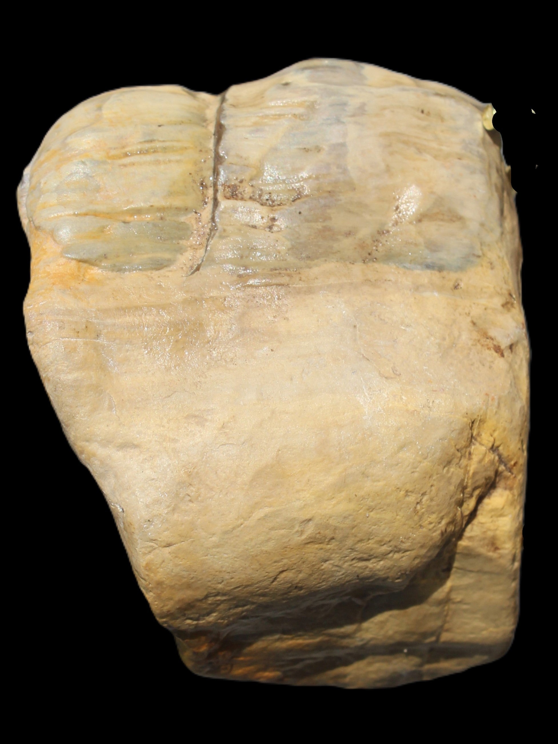 Petrified Wood from Queensland 244g Rocks and Things
