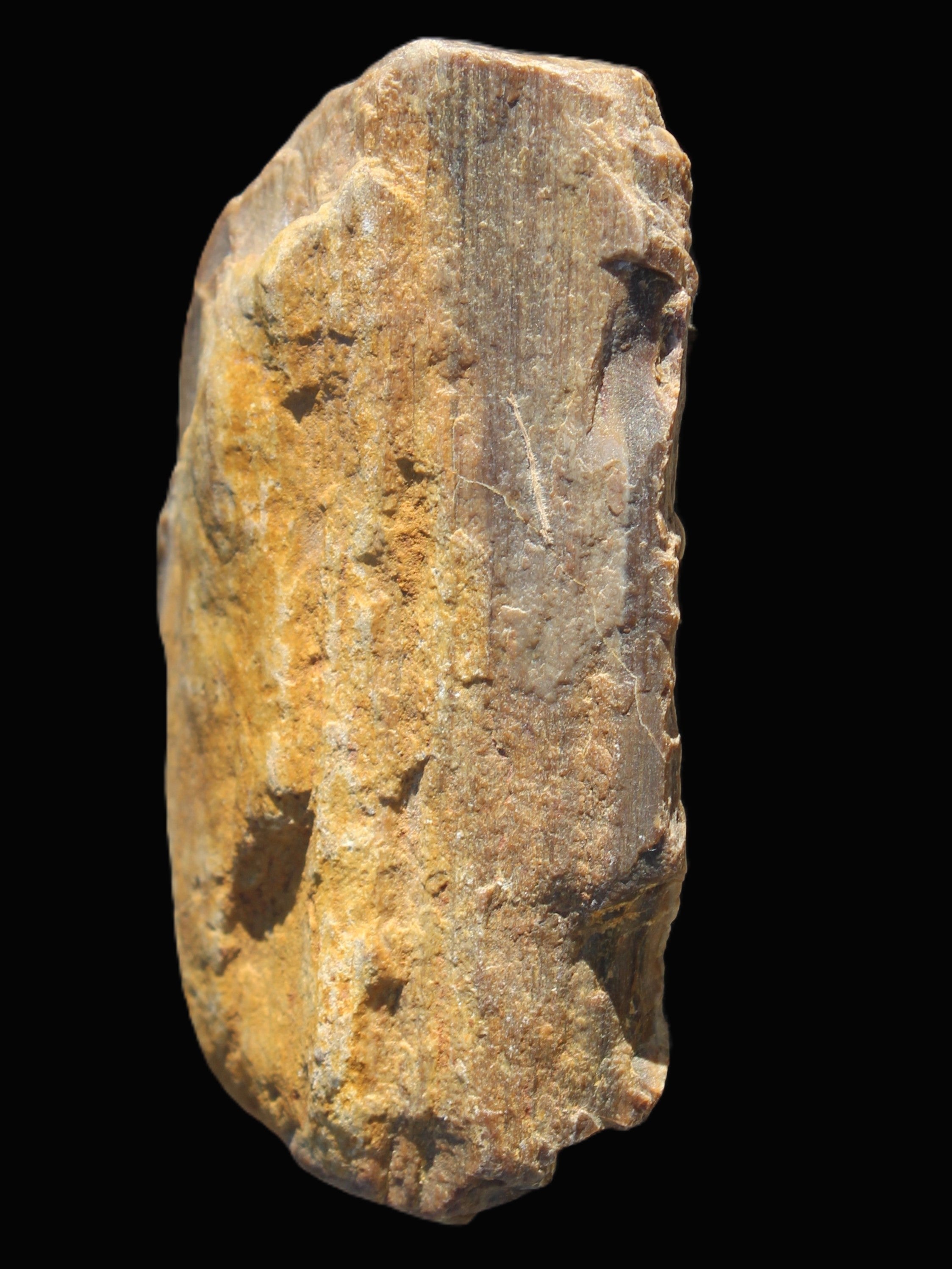Petrified Wood from Queensland 104g Rocks and Things