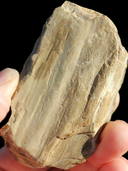 Petrified Wood from Queensland 104g Rocks and Things
