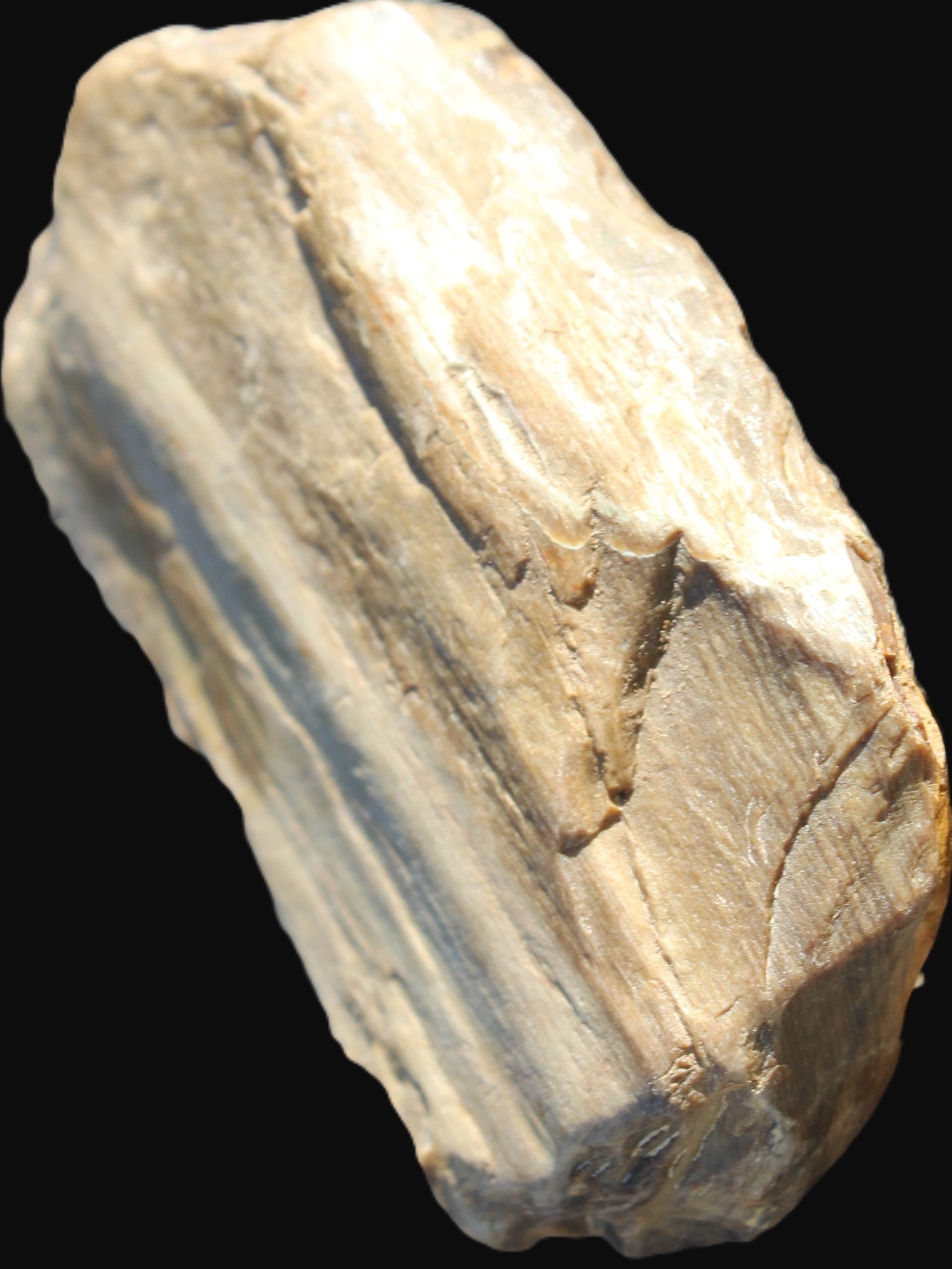 Petrified Wood from Queensland 104g Rocks and Things