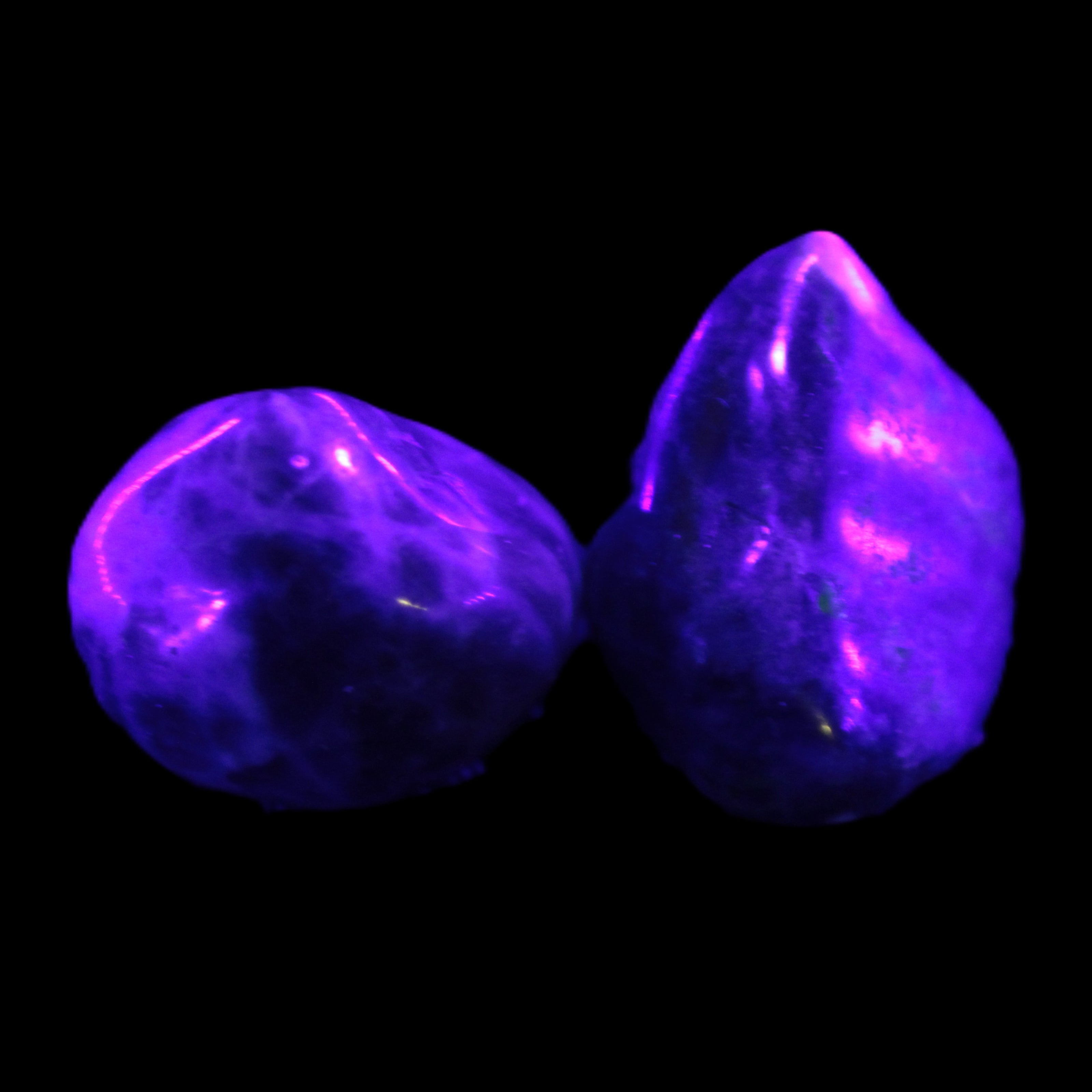 Sodalite 2/3 small polished stones 11-12g Rocks and Things Store