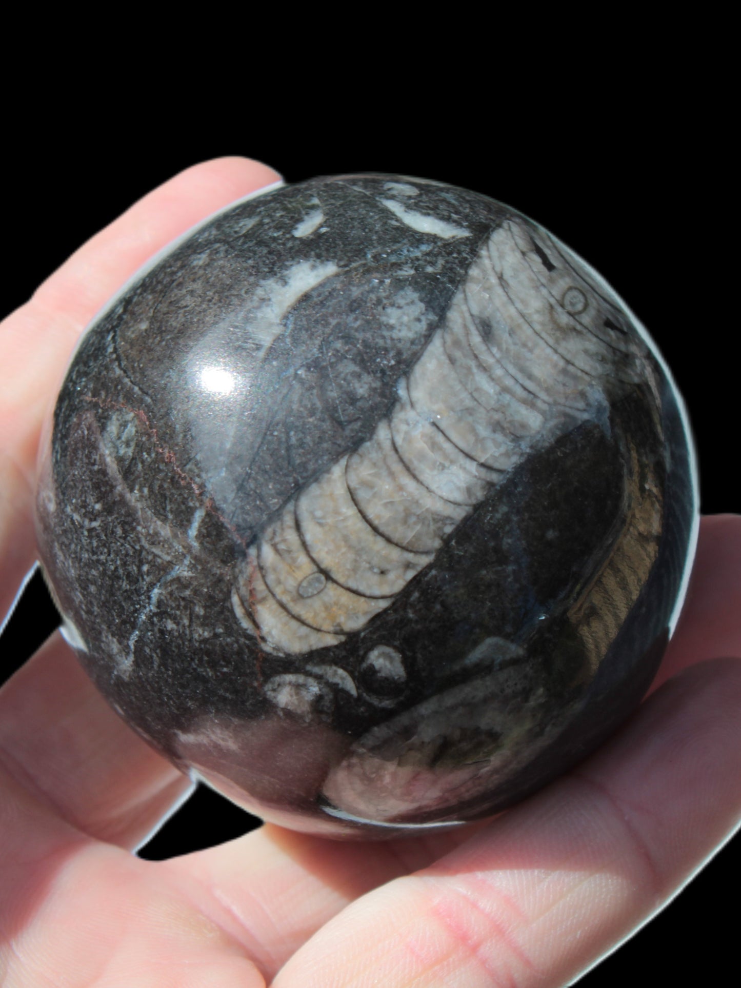 Orthoceras sphere 345g Rocks and Things
