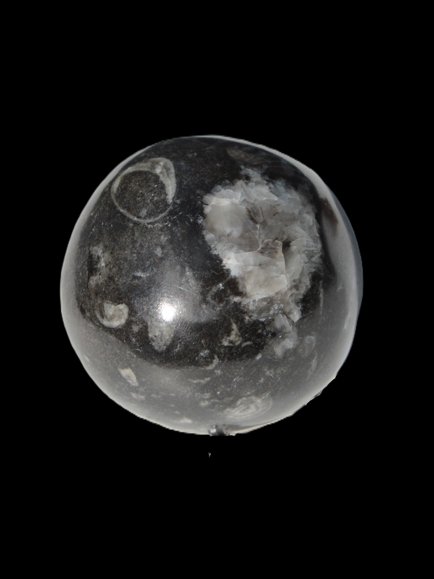 Orthoceras sphere 345g Rocks and Things