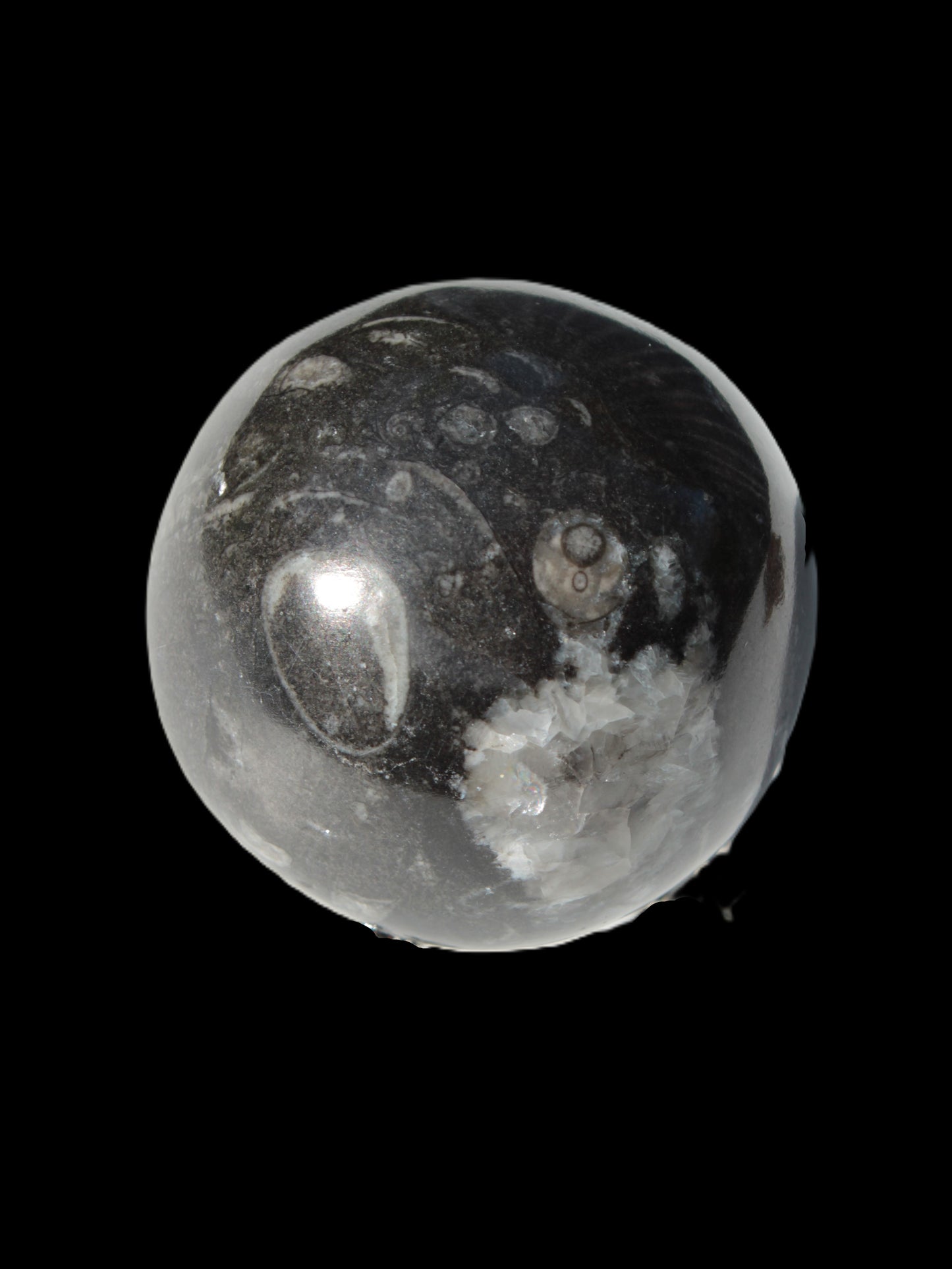 Orthoceras sphere 345g Rocks and Things