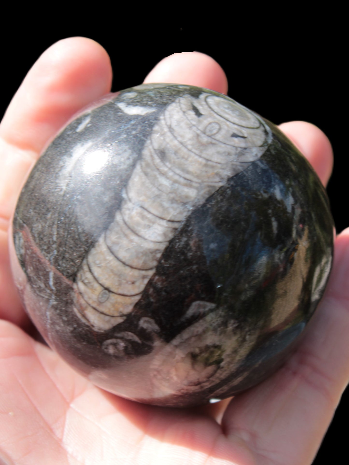 Orthoceras sphere 345g Rocks and Things