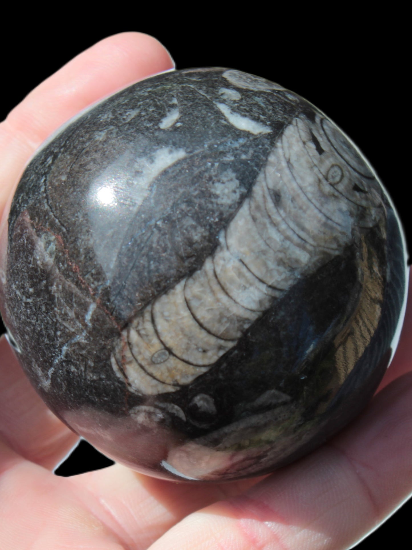 Orthoceras sphere 345g Rocks and Things