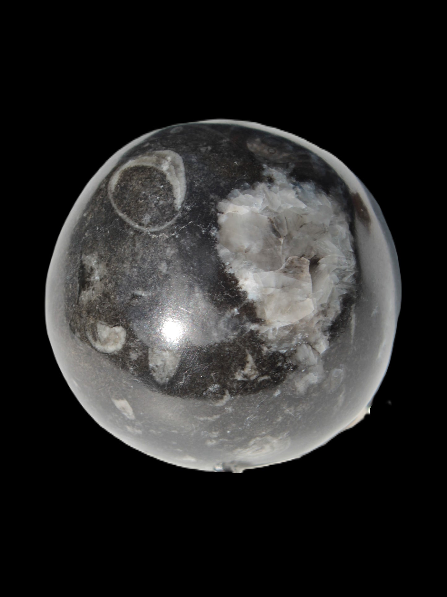 Orthoceras sphere 345g Rocks and Things