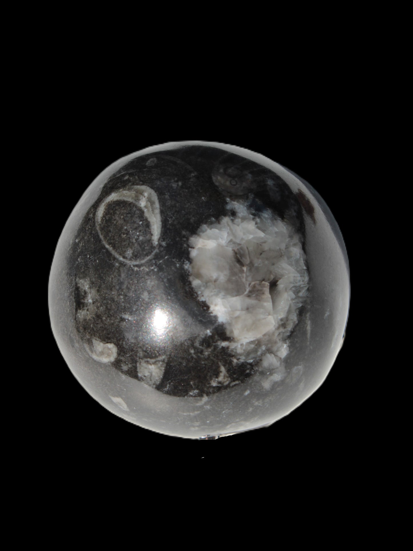Orthoceras sphere 345g Rocks and Things