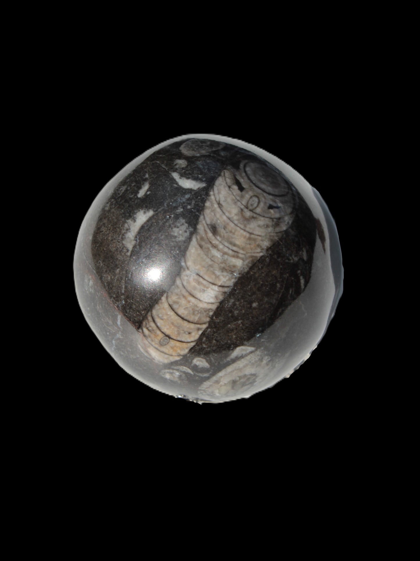 Orthoceras sphere 345g Rocks and Things