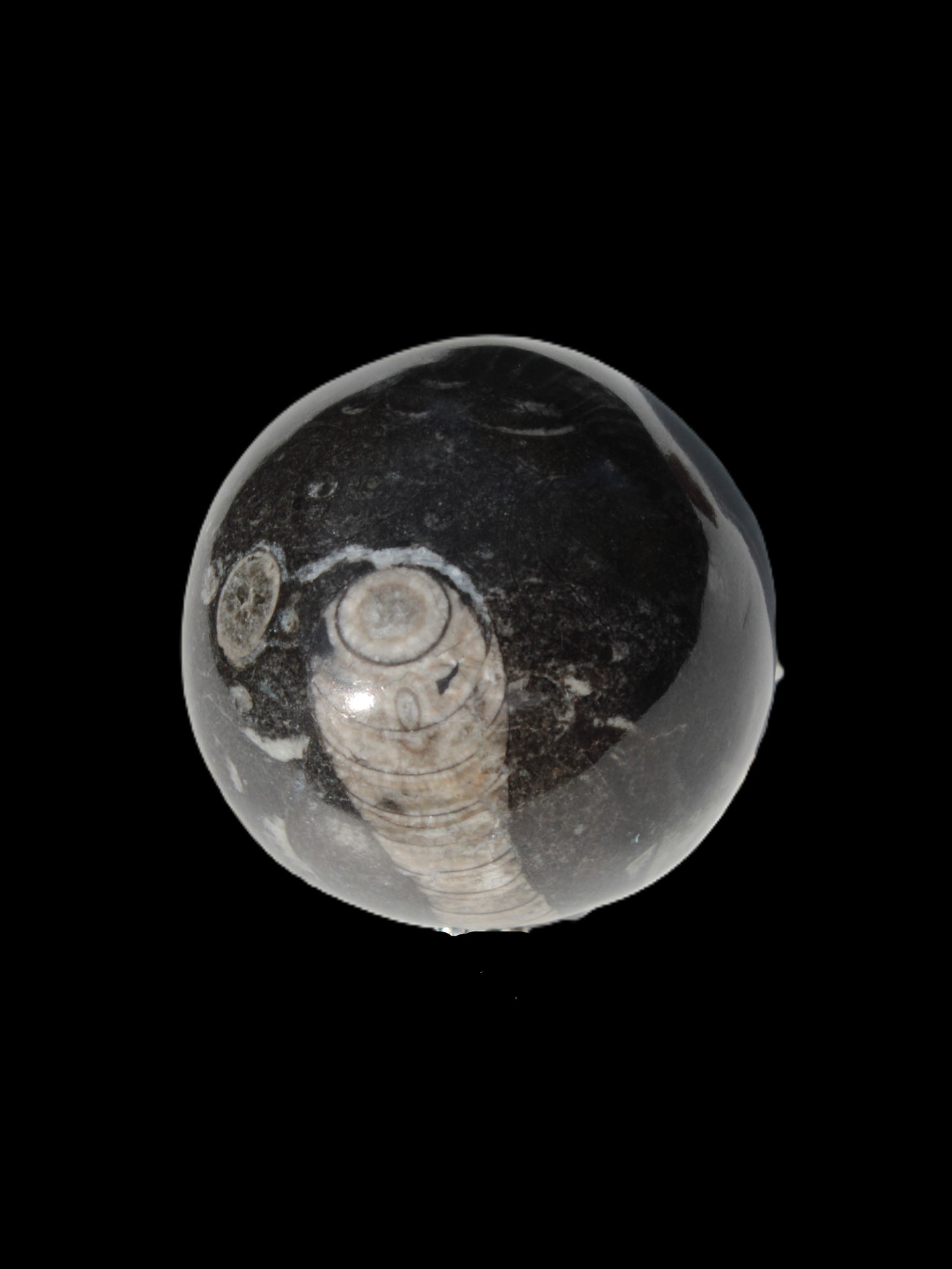 Orthoceras sphere 345g Rocks and Things