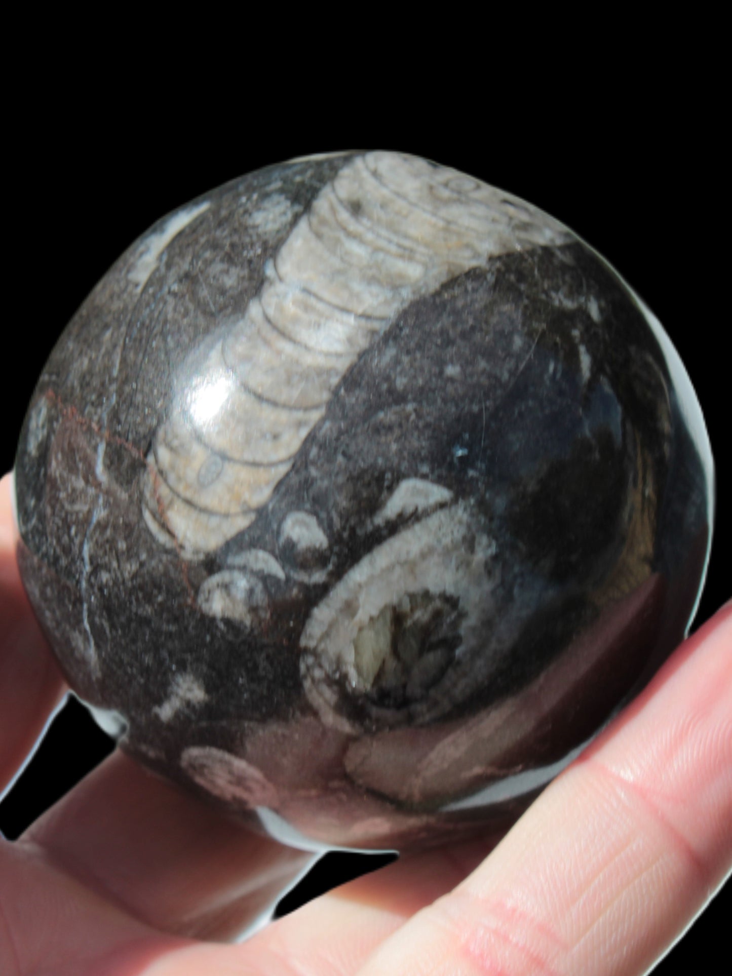 Orthoceras sphere 345g Rocks and Things