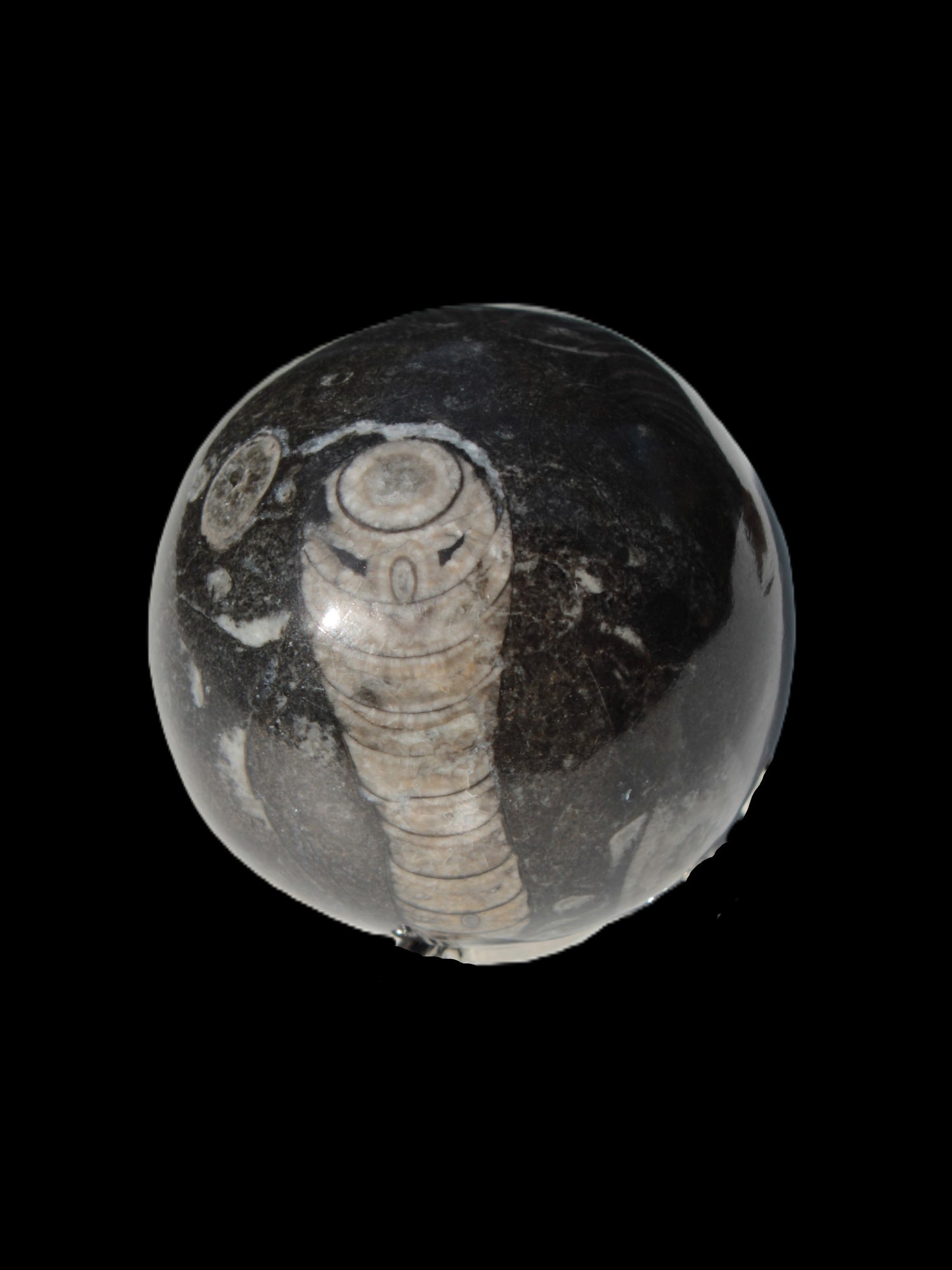Orthoceras sphere 345g Rocks and Things