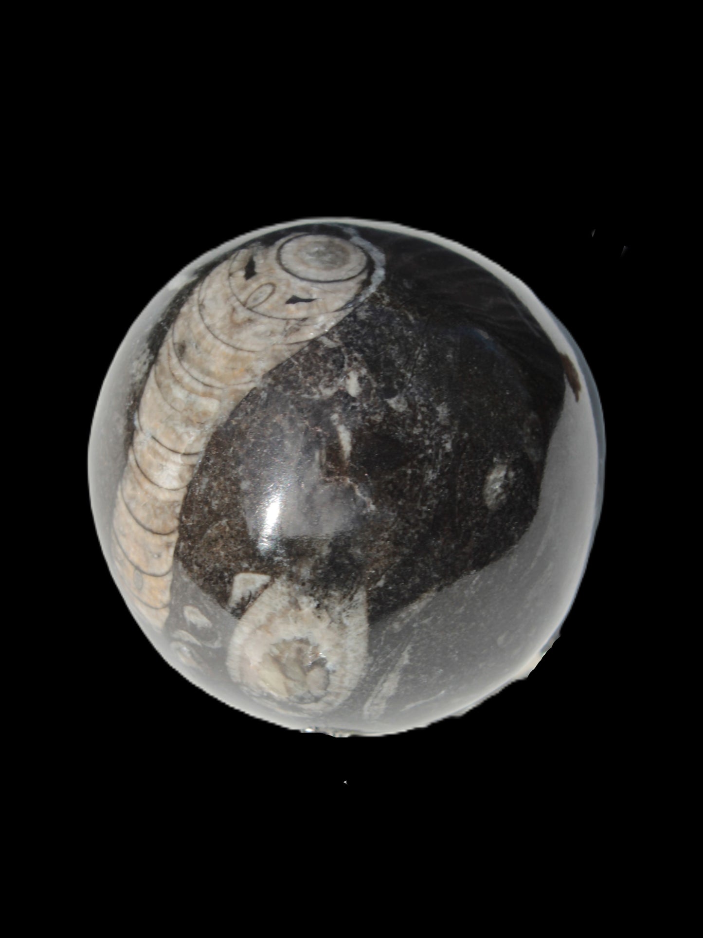 Orthoceras sphere 345g Rocks and Things