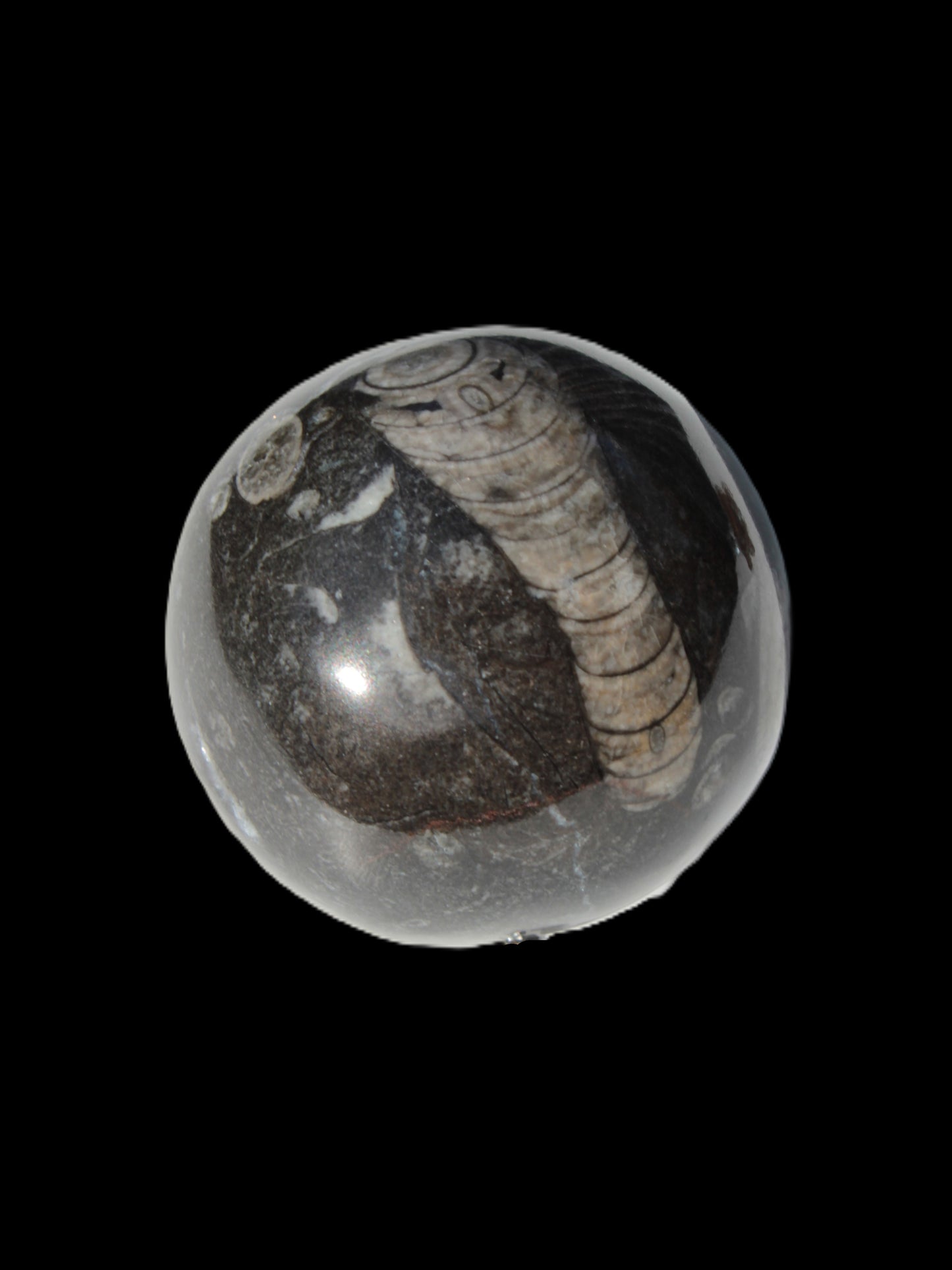 Orthoceras sphere 345g Rocks and Things