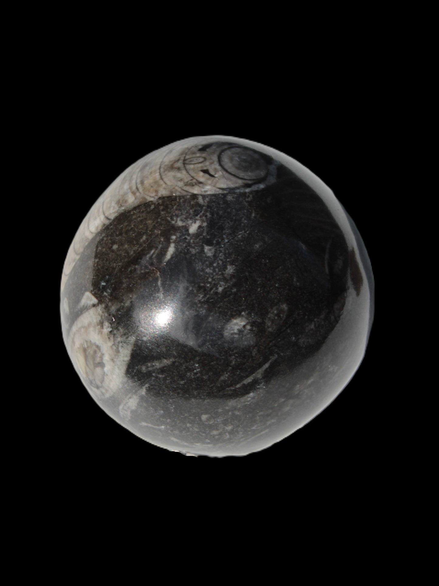 Orthoceras sphere 345g Rocks and Things
