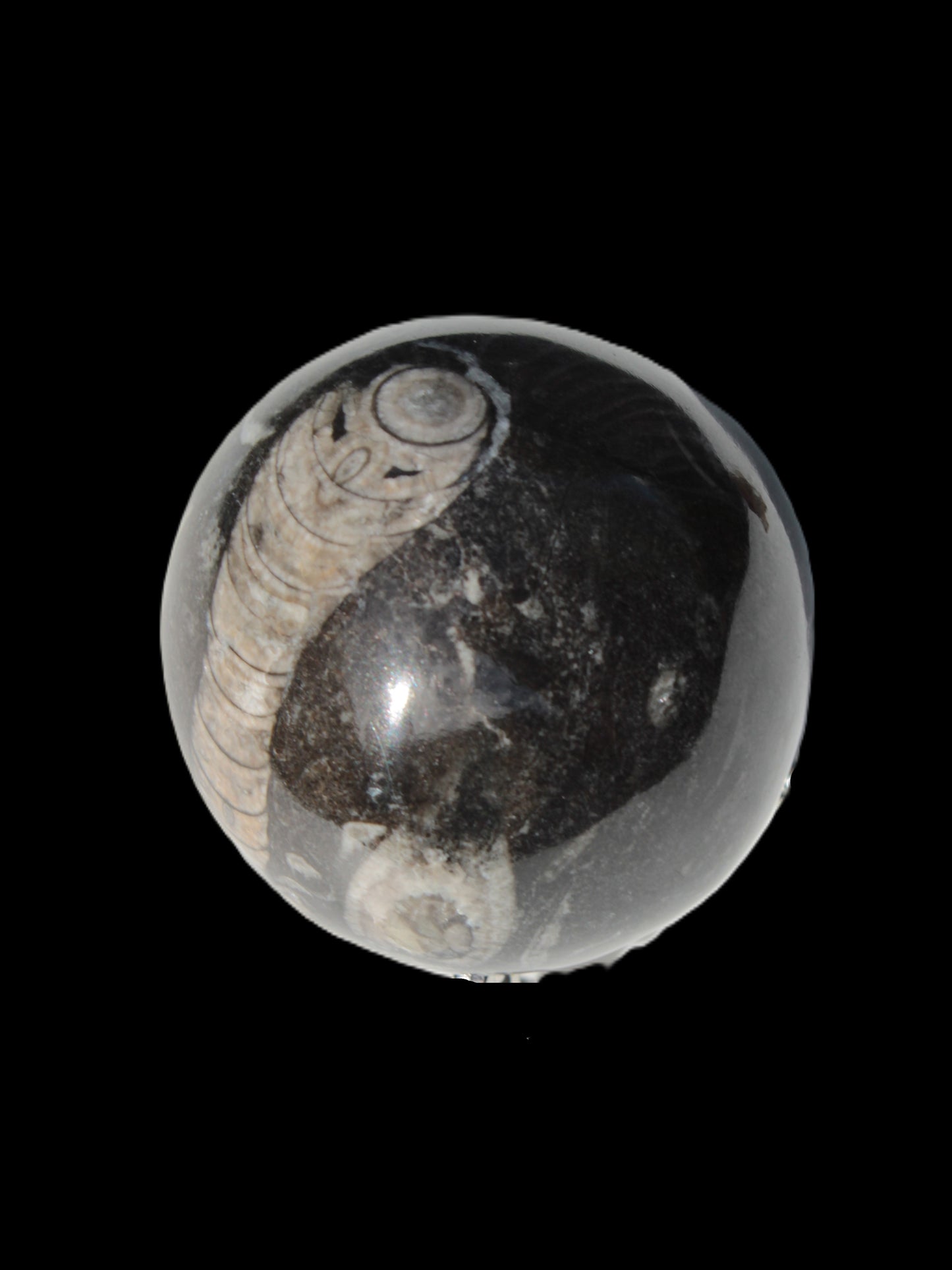 Orthoceras sphere 345g Rocks and Things