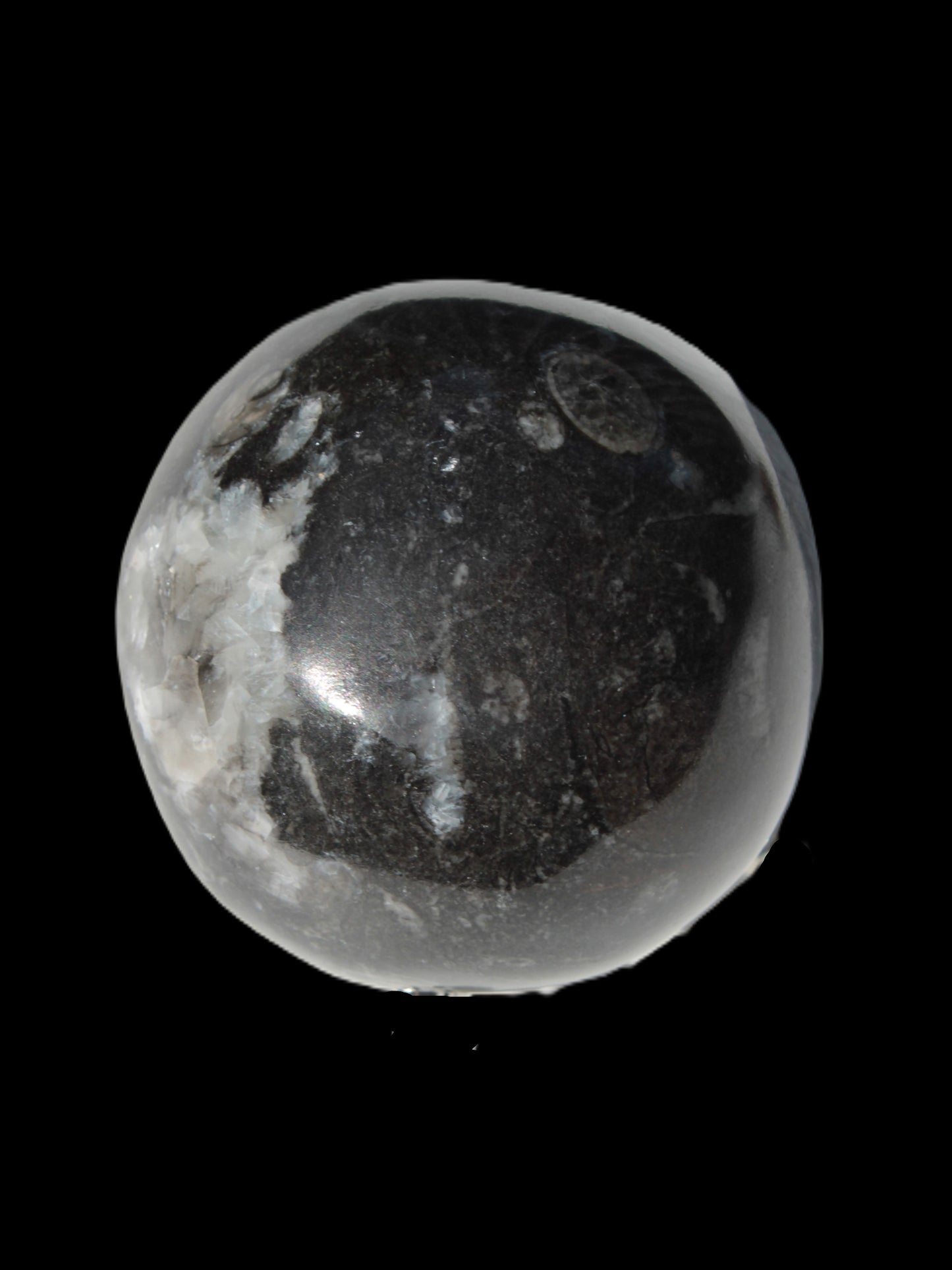 Orthoceras sphere 345g Rocks and Things