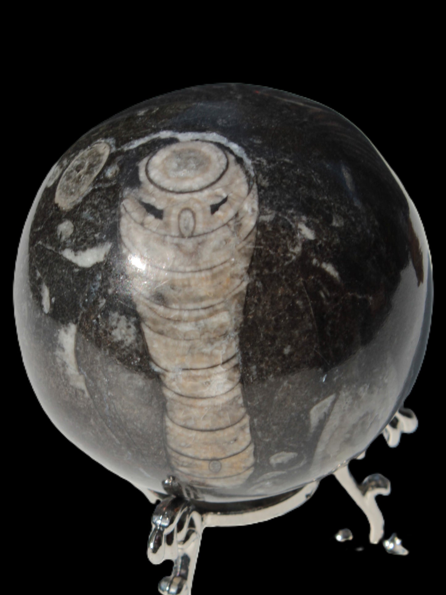 Orthoceras sphere 345g Rocks and Things