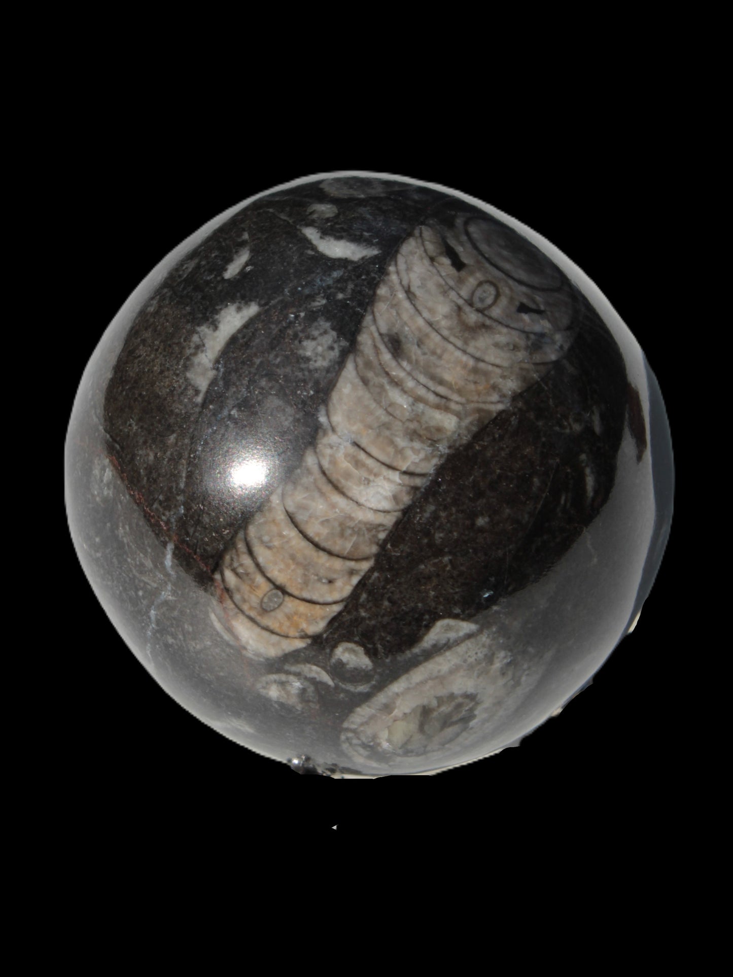 Orthoceras sphere 345g Rocks and Things