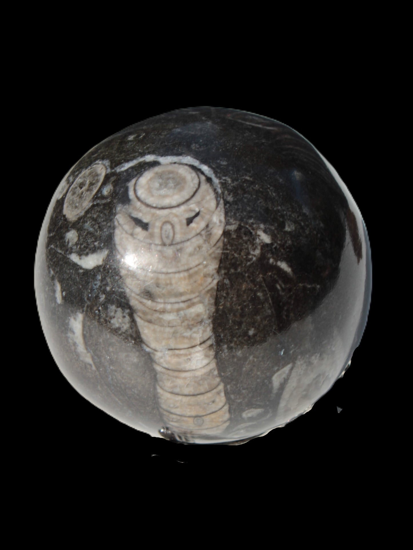 Orthoceras sphere 345g Rocks and Things