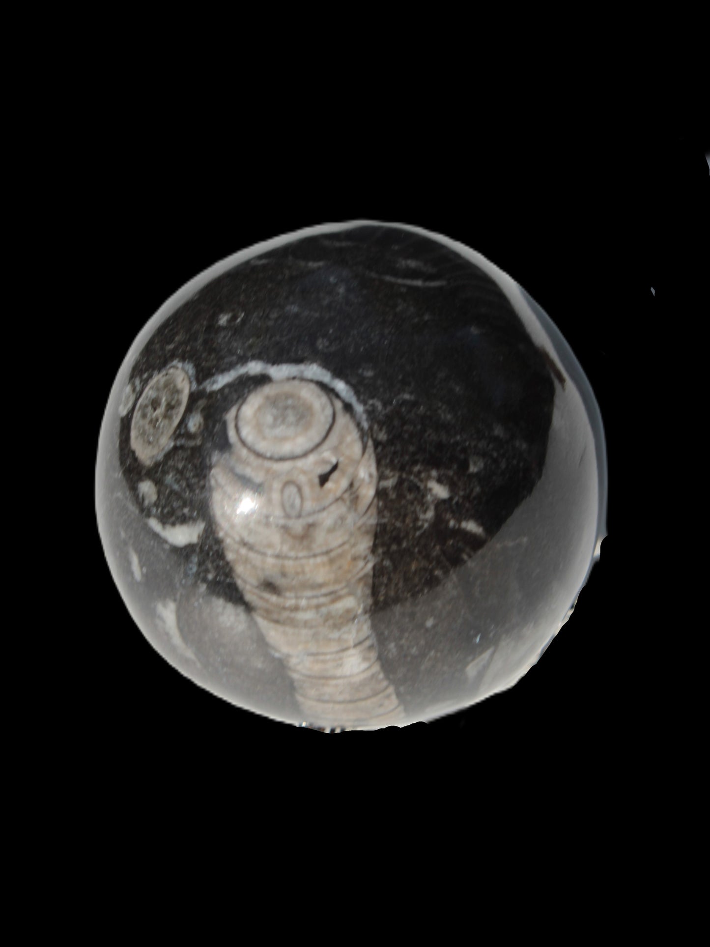 Orthoceras sphere 345g Rocks and Things