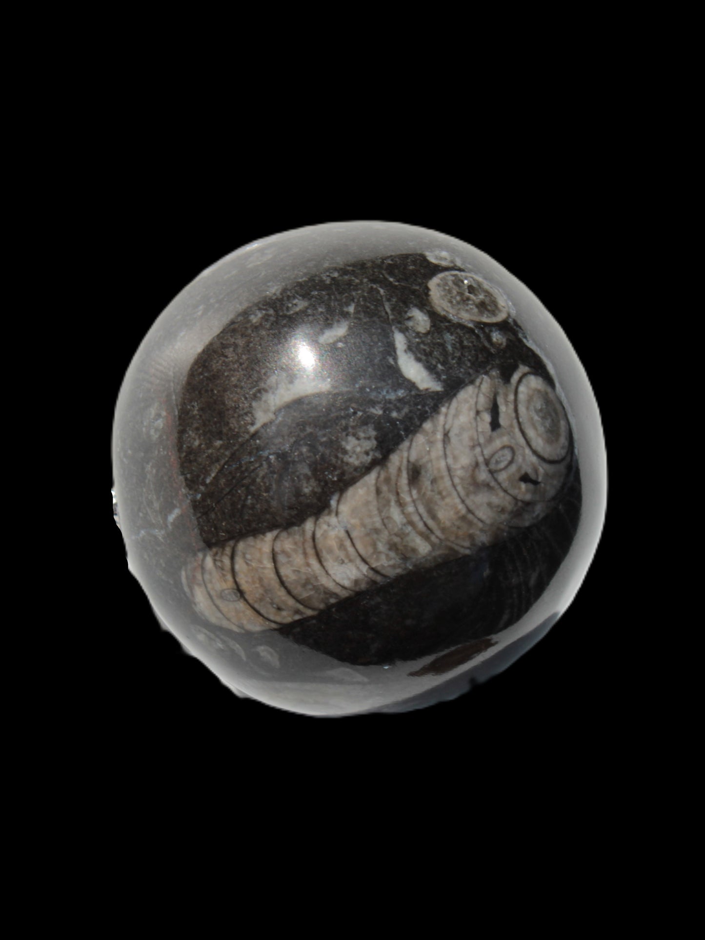Orthoceras sphere 345g Rocks and Things