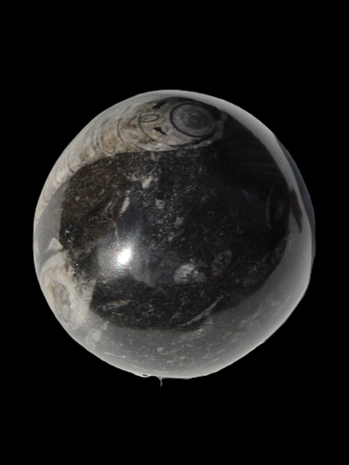 Orthoceras sphere 345g Rocks and Things