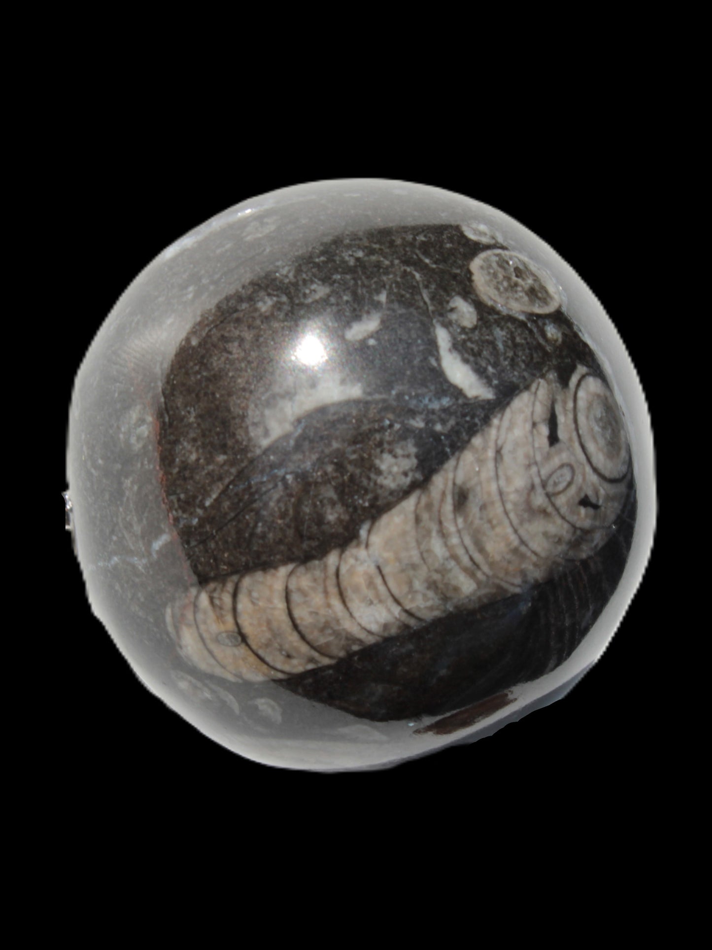 Orthoceras sphere 345g Rocks and Things
