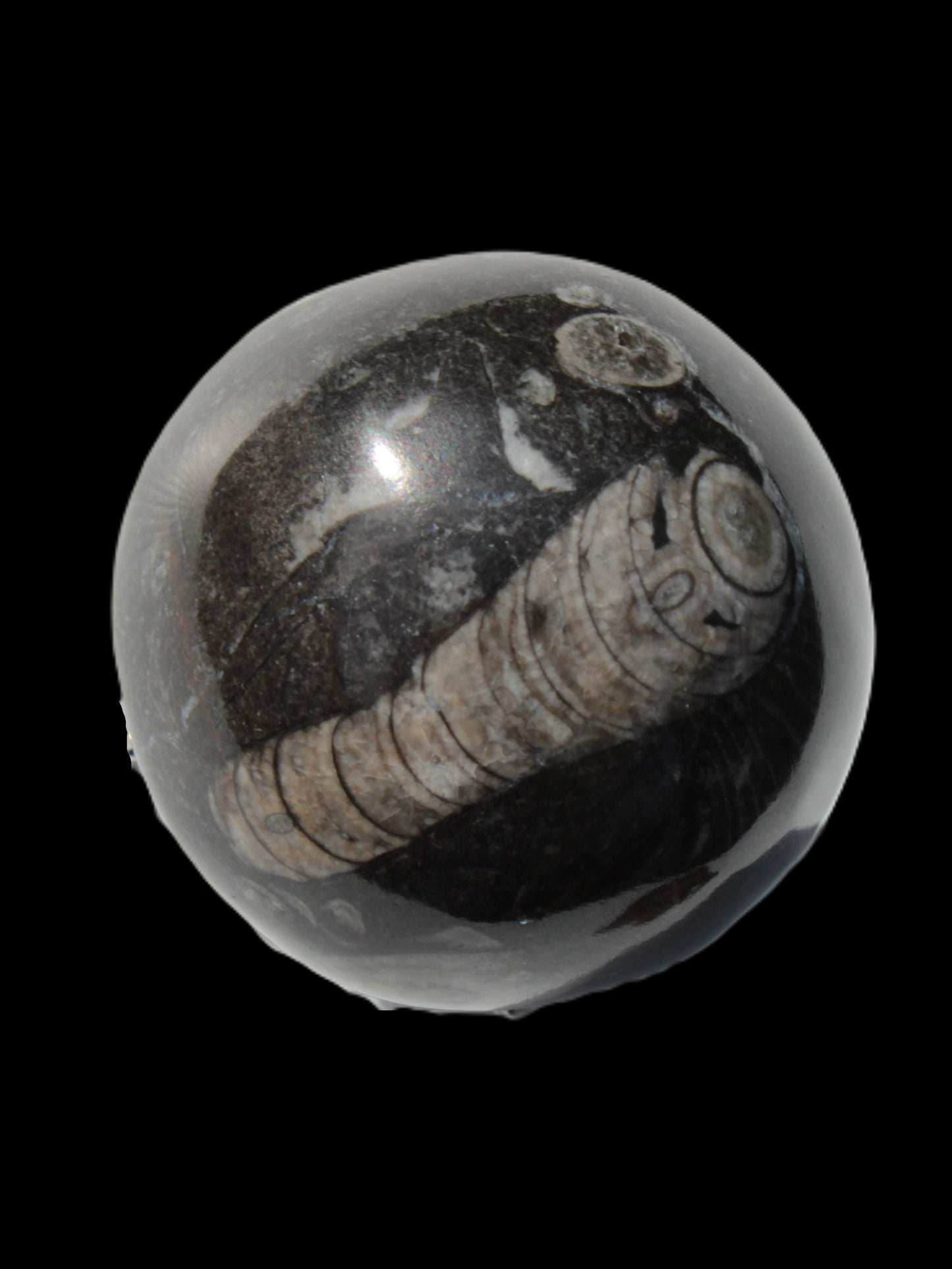 Orthoceras sphere 345g Rocks and Things
