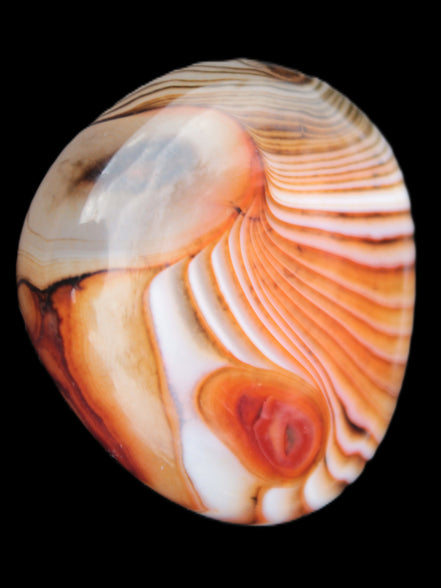Crazy Lace Agate 44*43mm 58.6g -  Rocks and Things Store