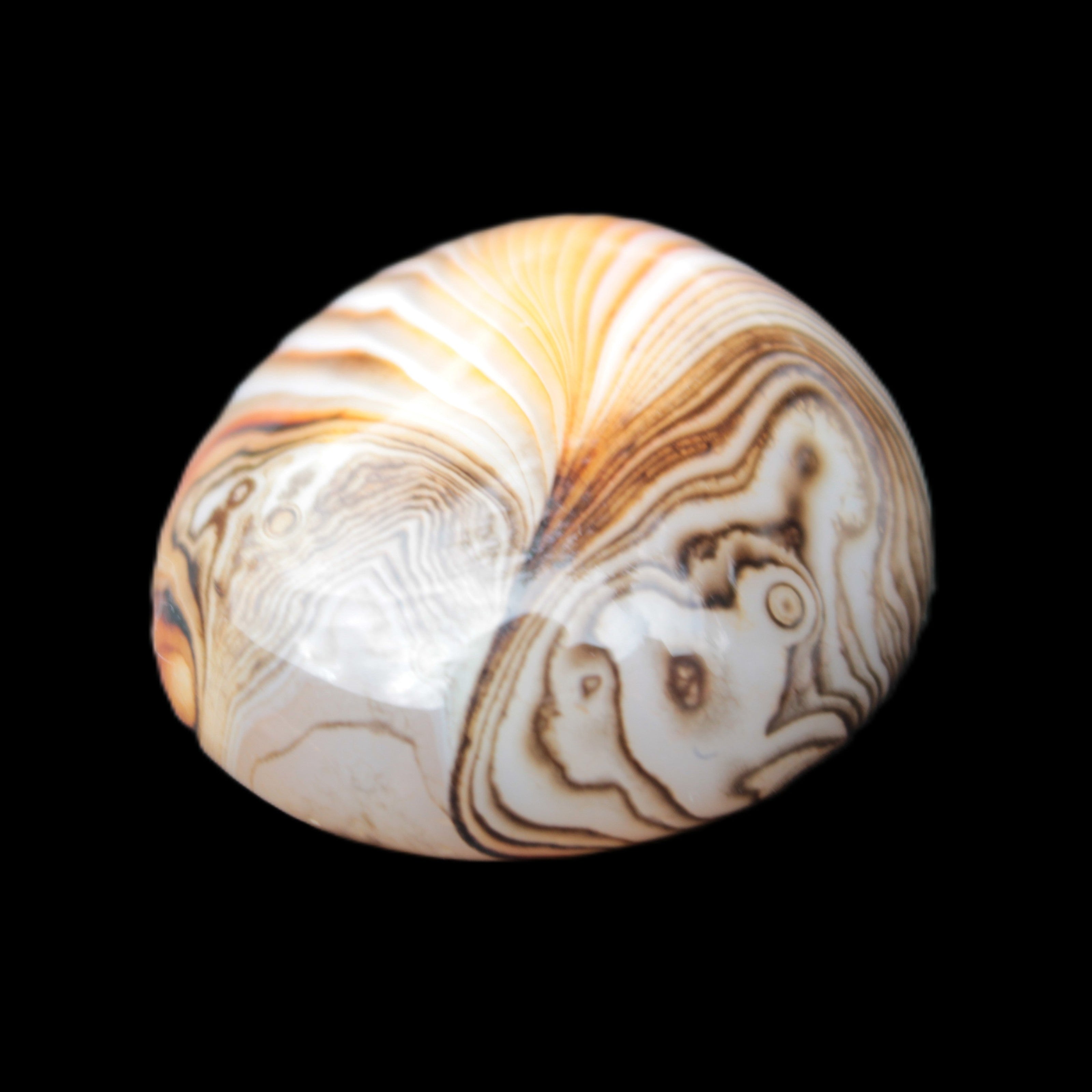 Crazy Lace Agate 44*43mm 58.6g -  Rocks and Things Store