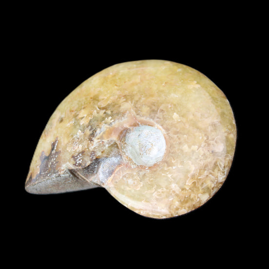 Ammonite 39*13*49g 28g in sunlight - Rocks and Things Store