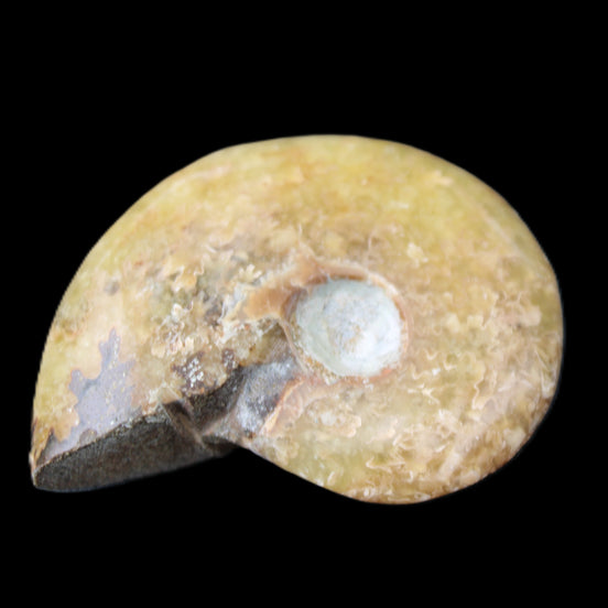 Ammonite 39*13*49g 28g in sunlight - Rocks and Things Store