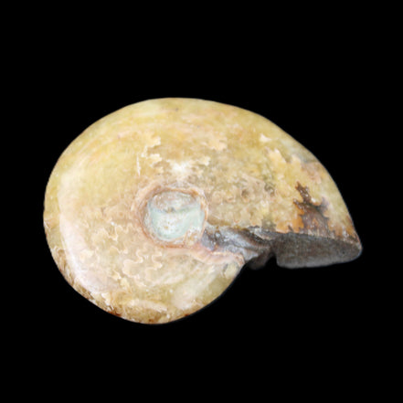 Ammonite 39*13*49g 28g in sunlight - Rocks and Things Store