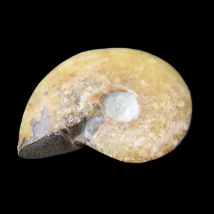 Ammonite 39*13*49g 28g in sunlight - Rocks and Things Store