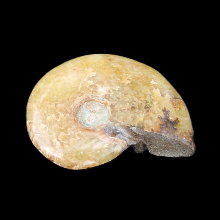 Ammonite 39*13*49g 28g in sunlight - Rocks and Things Store