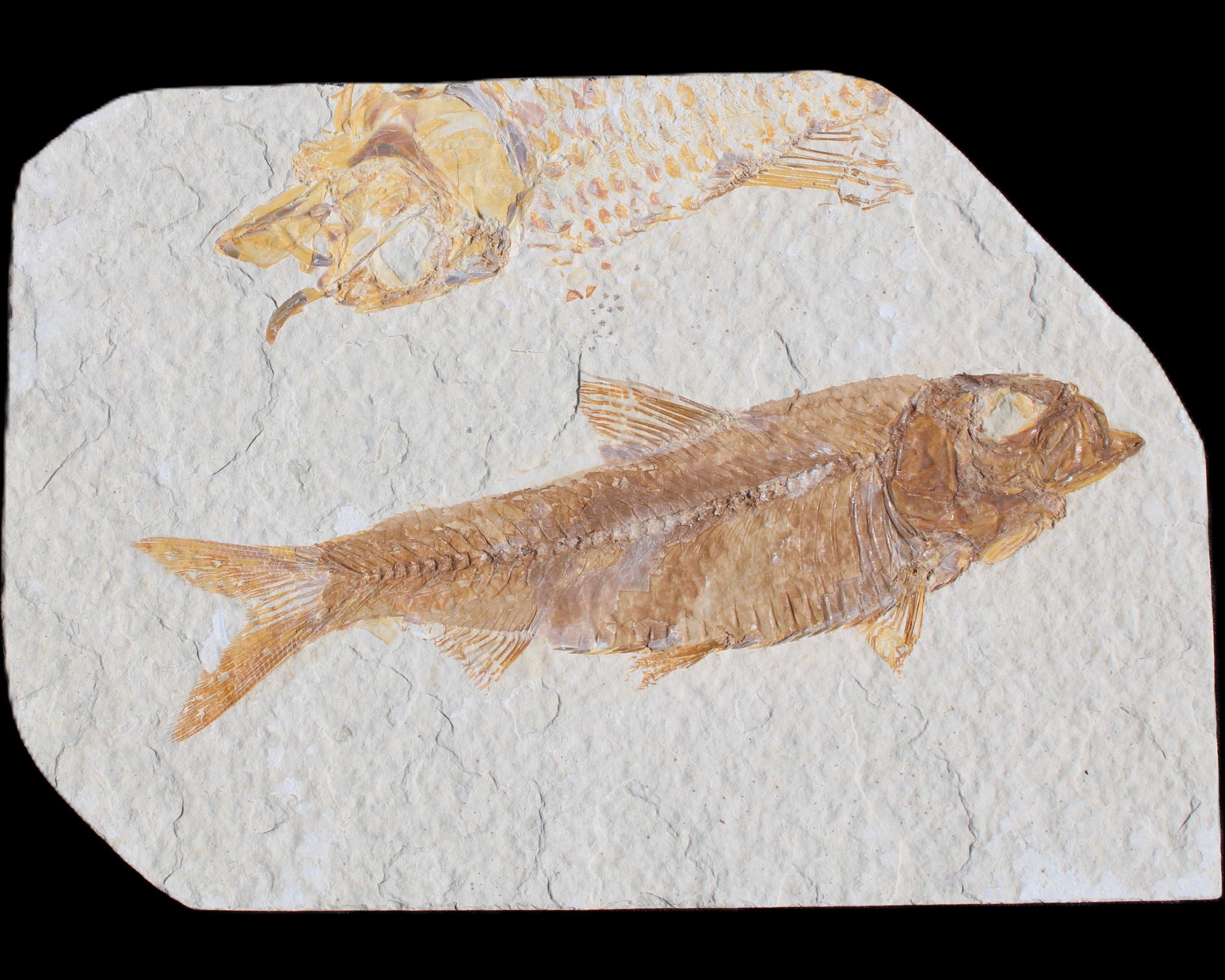 Knightia Eocene fossil fish from Wyoming USA 129*88*11mm 268g in sunlight - Rocks and Things Store