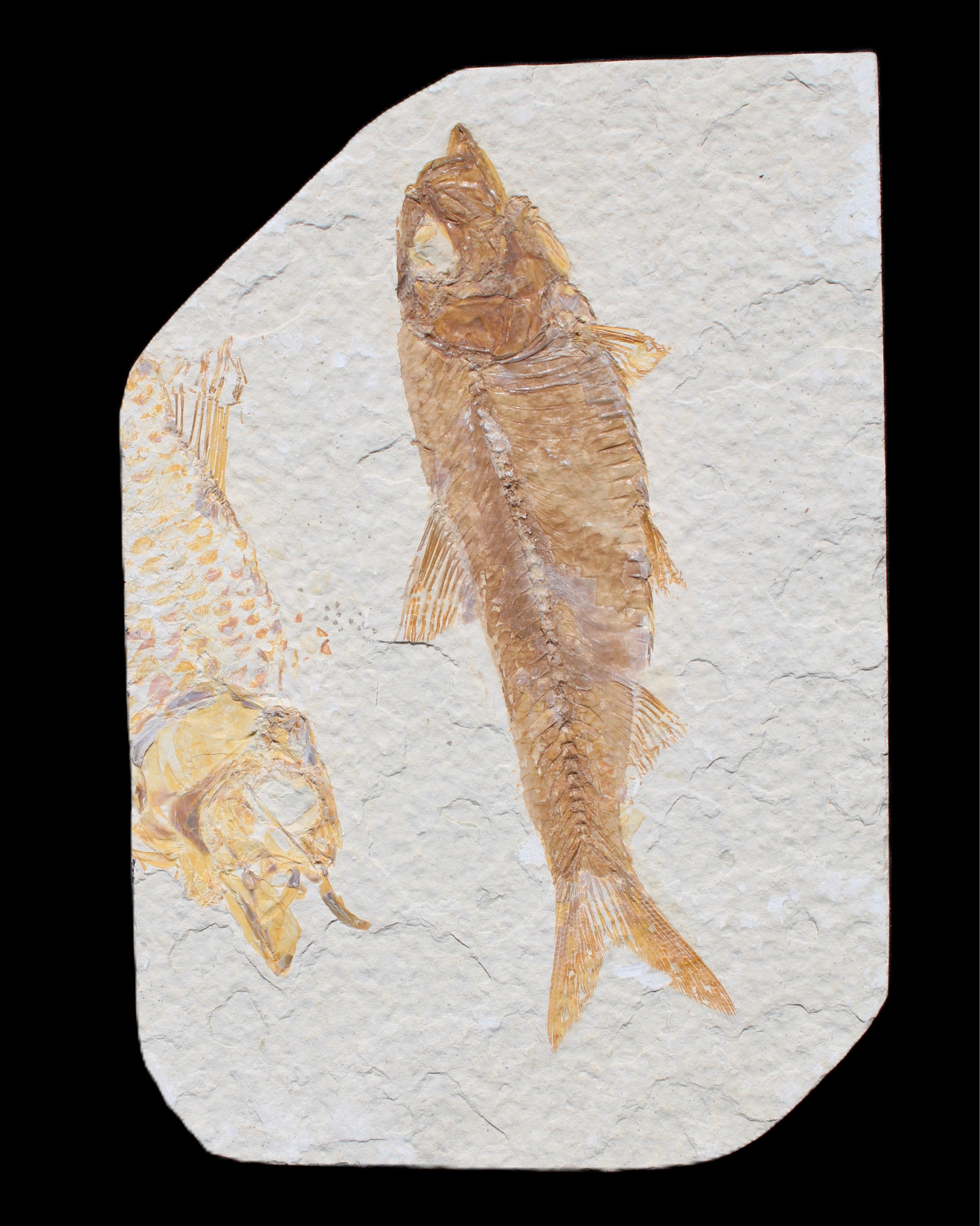 Knightia Eocene fossil fish from Wyoming USA 129*88*11mm 268g in sunlight - Rocks and Things Store