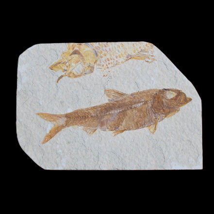 Knightia Eocene fossil fish from Wyoming USA 129*88*11mm 268g in sunlight - Rocks and Things Store
