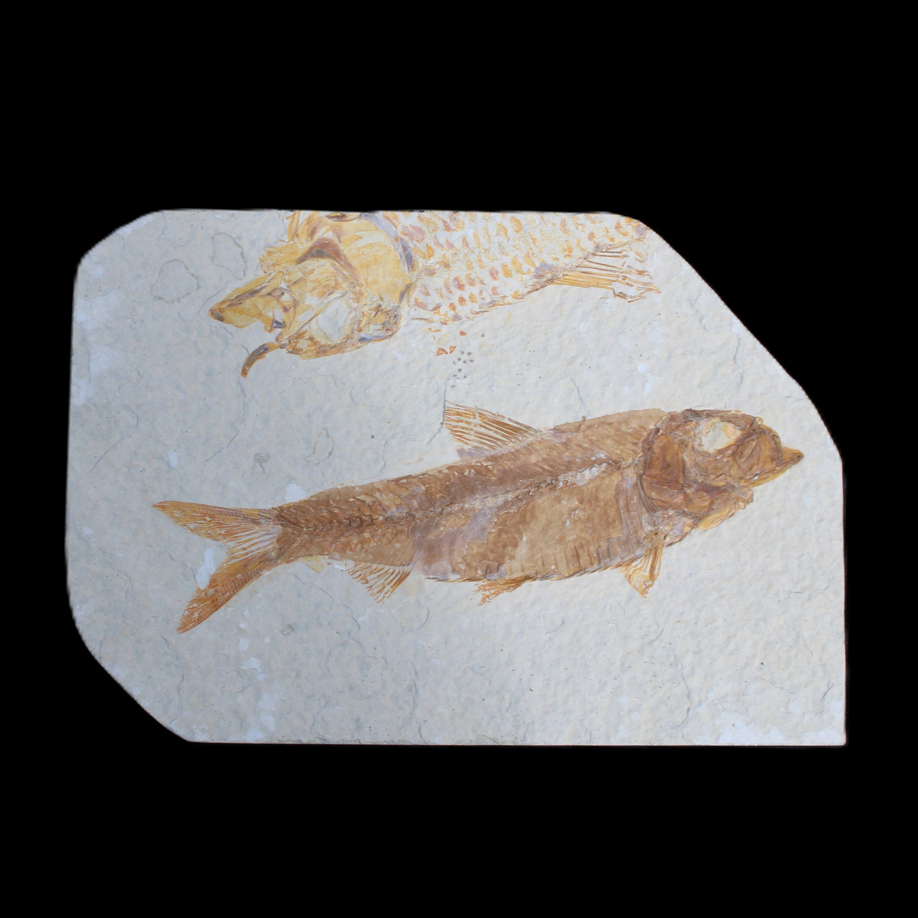 Knightia Eocene fossil fish from Wyoming USA 129*88*11mm 268g in sunlight - Rocks and Things Store