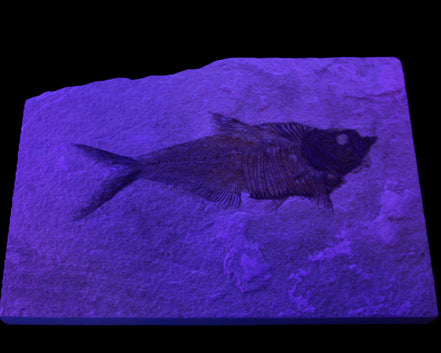 Knightia Eocene fossil fish from Wyoming USA 178*125*12mm 587g in sunlight - Rocks and Things Store