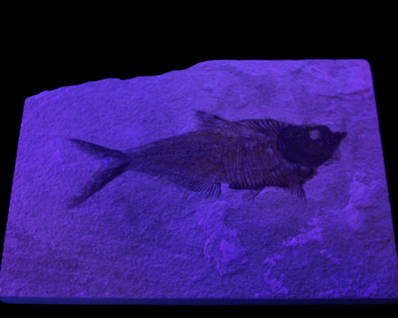 Knightia Eocene fossil fish from Wyoming USA 178*125*12mm 587g in sunlight - Rocks and Things Store