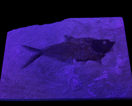 Knightia Eocene fossil fish from Wyoming USA 178*125*12mm 587g in sunlight - Rocks and Things Store