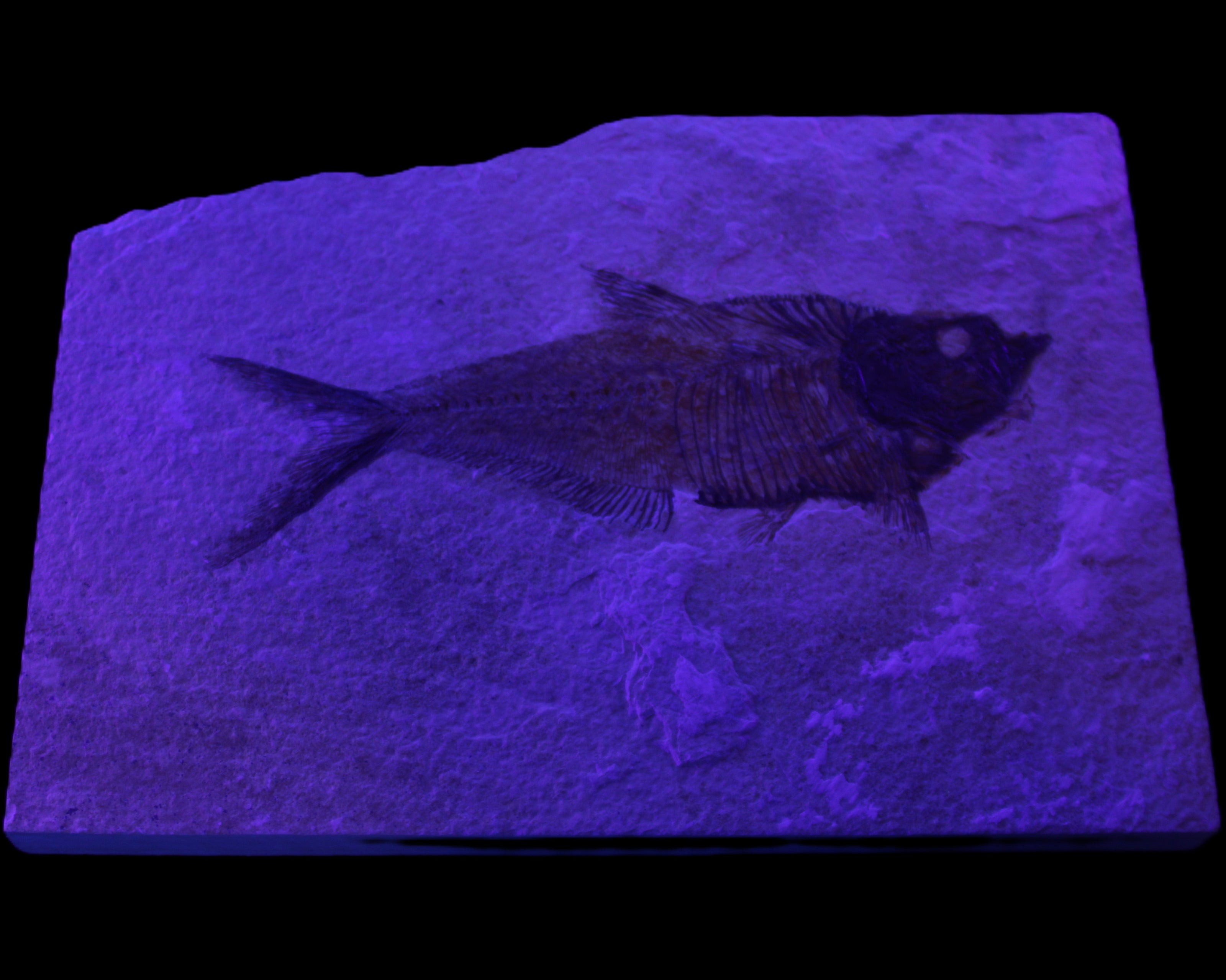 Knightia Eocene fossil fish from Wyoming USA 178*125*12mm 587g in sunlight - Rocks and Things Store