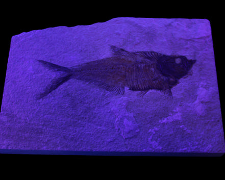 Knightia Eocene fossil fish from Wyoming USA 178*125*12mm 587g in sunlight - Rocks and Things Store