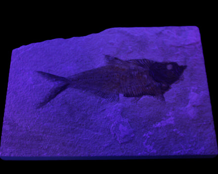 Knightia Eocene fossil fish from Wyoming USA 178*125*12mm 587g in sunlight - Rocks and Things Store