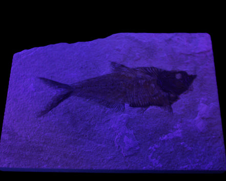 Knightia Eocene fossil fish from Wyoming USA 178*125*12mm 587g in sunlight - Rocks and Things Store