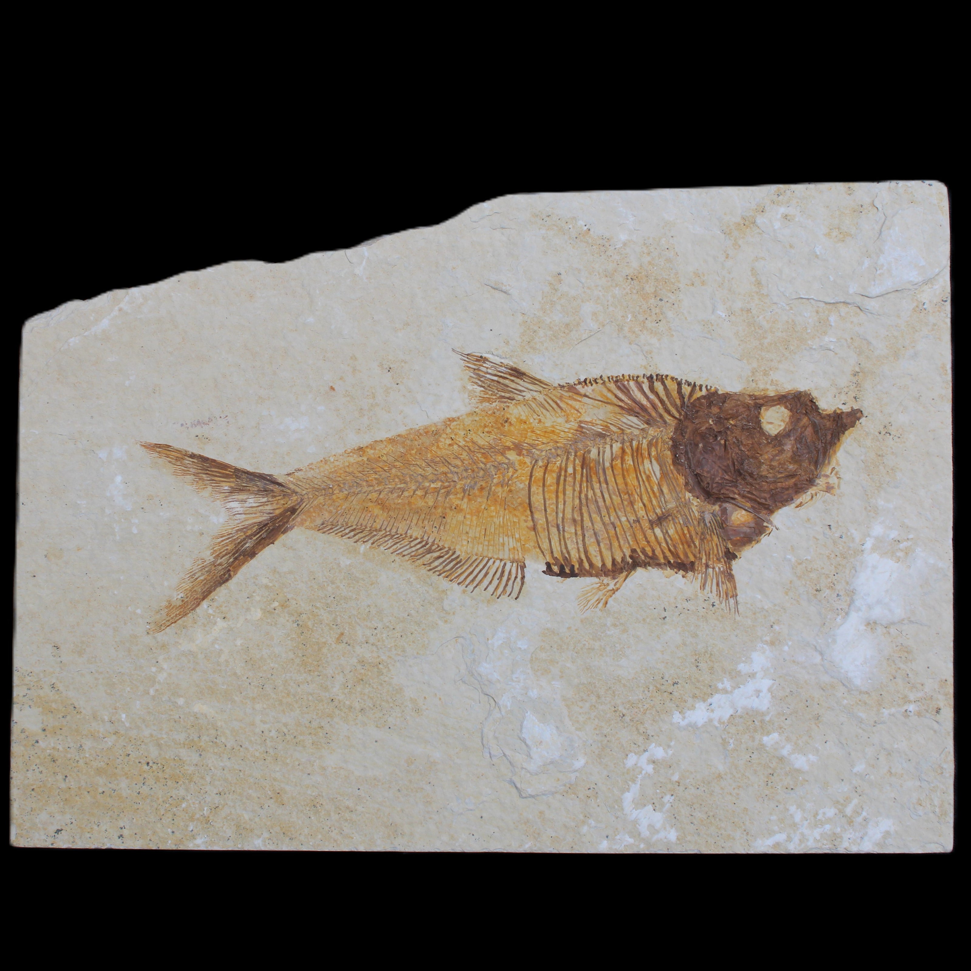 Knightia Eocene fossil fish from Wyoming USA 178*125*12mm 587g in sunlight - Rocks and Things Store