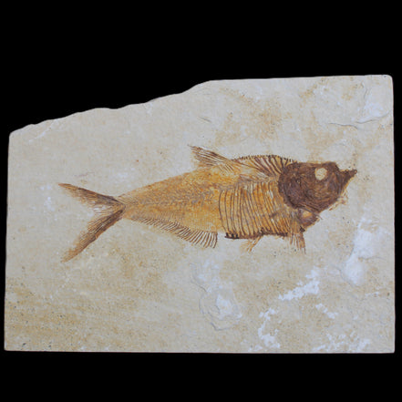 Knightia Eocene fossil fish from Wyoming USA 178*125*12mm 587g in sunlight - Rocks and Things Store